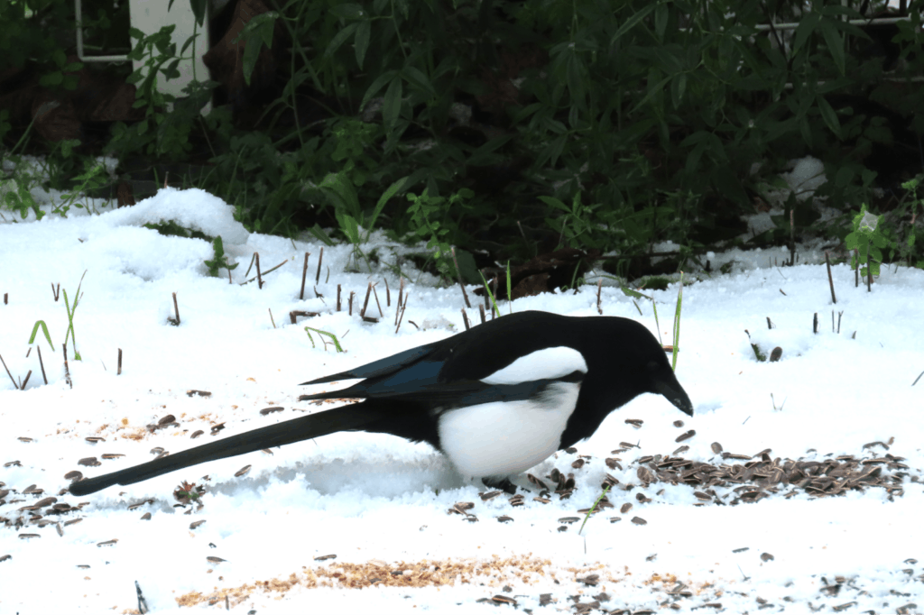 Mémoires du temps qui passe - Novembre 2025 - Chez MaM