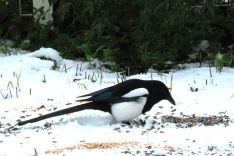 Mémoires du temps qui passe - Novembre 2025 - Chez MaM